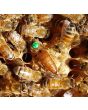 Apimaye 7-Frame Starter Hive - 4 Frames Bees & Newly Raised mated tested Rottnest Daughter Queen plus 3 FD waxed frames - RTG STORE COLLECT